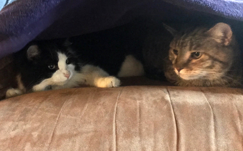 two cats on an easy chair under a blanket